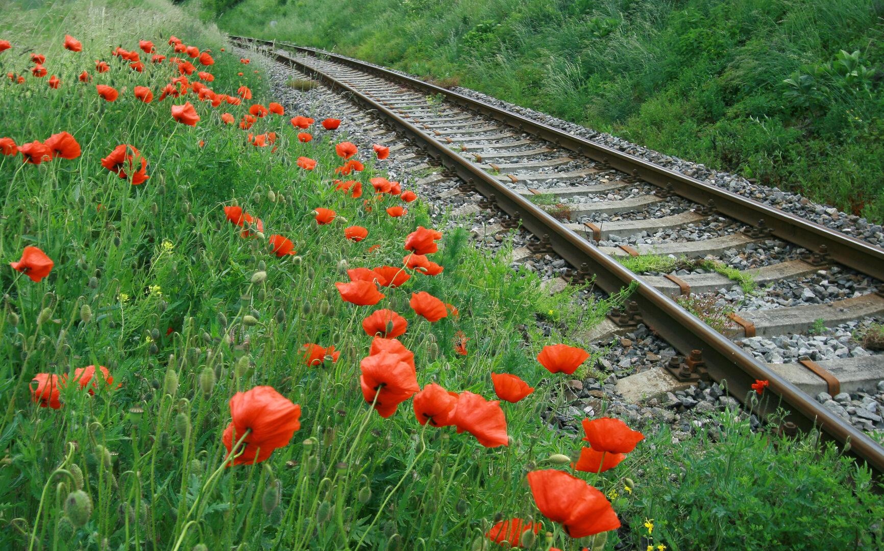field of red poppy near railroad tracks